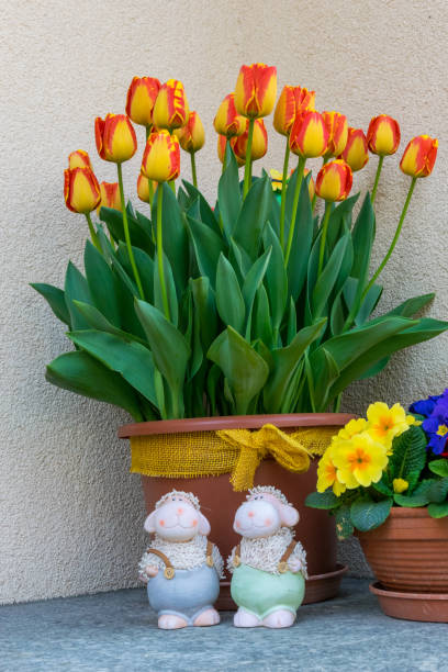 istock Tulips on the doorstep 1135396980
