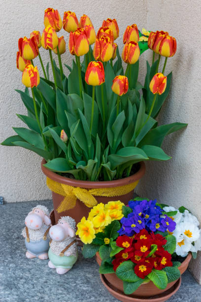 istock Tulips on the doorstep 1135397153