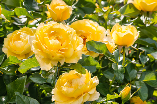 close-up of yellow roses in bloom growing in garden