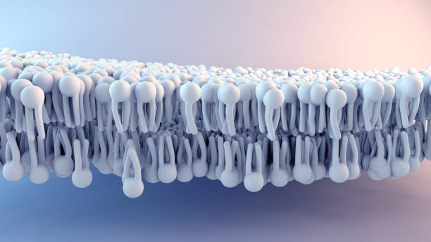 cell membrane structure in motion - membrana celular imagens e fotografias de stock