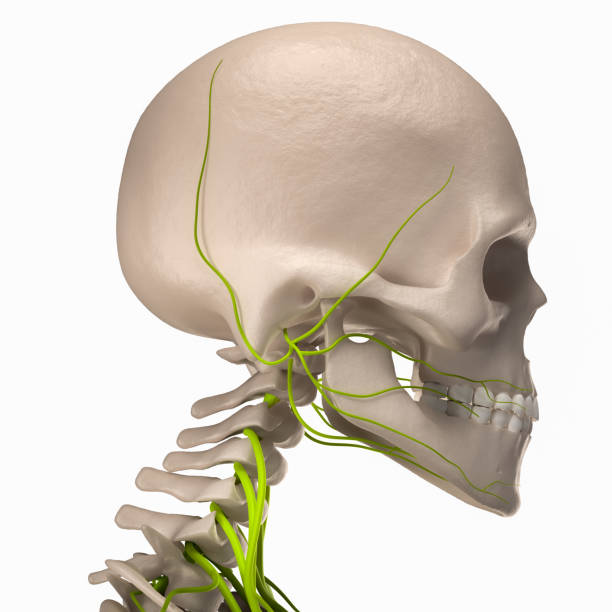 Head-and neck nerves Digital medical illustration depicting the side view of the skull featuring the skeleton, and nerves. sphenoid bone stock pictures, royalty-free photos & images