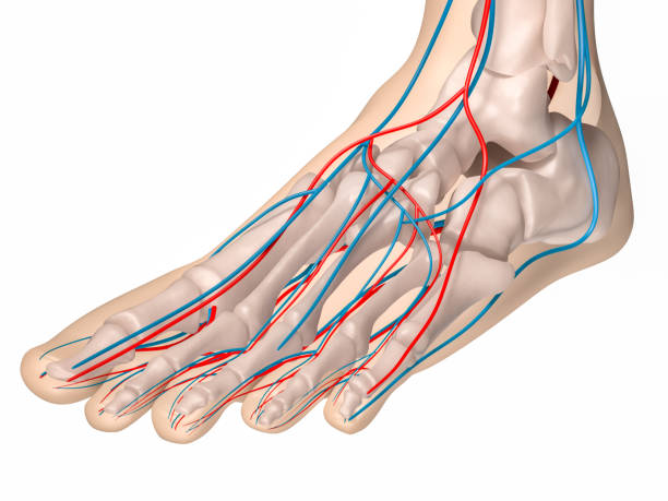 足の正面図-骨格と循環 - dissection ストックフォトと画像