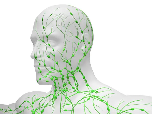 Digital medical illustration depicting the lymphatic system in the head and neck.