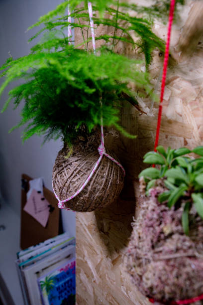 istock House Plants including Succulents and Kokedama 1135402303