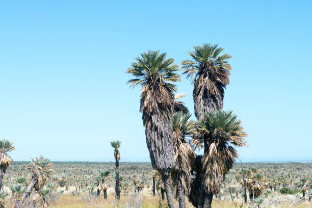 caranday palm