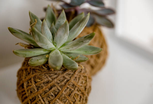 istock House Plants including Succulents and Kokedama 1135402470