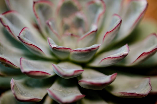 istock House Plants including Succulents and Kokedama 1135402525
