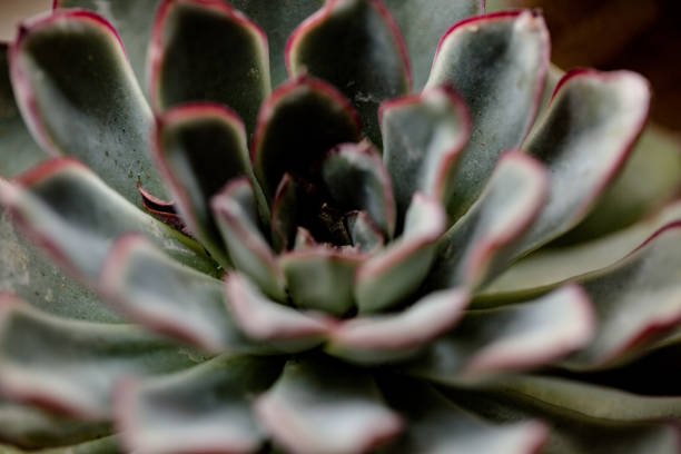 istock House Plants including Succulents and Kokedama 1135402554