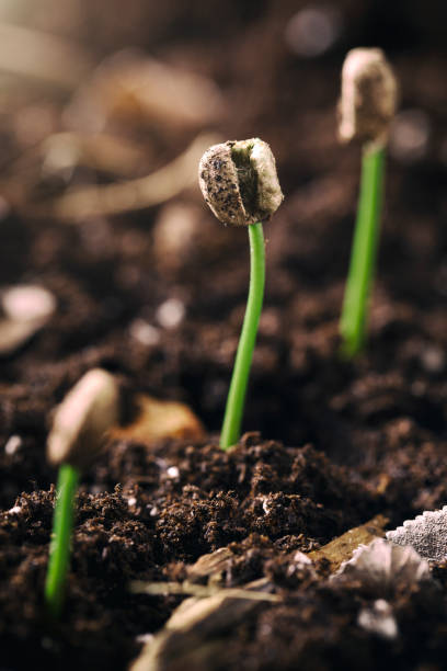 Coffee Bean Seedling at Coffee Farm