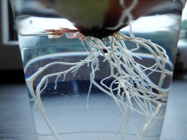 istock Germinating onion in a transparent plastic glass growing on a window sill with visible roots. The concept of home grown plants. 1135403931