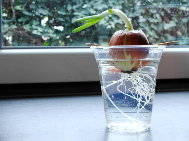 Germinating onion in a transparent plastic glass growing on a window sill with visible roots and green herbs directed towards the window. The concept of home grown plants. stock photo