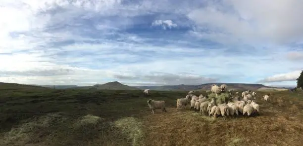 Photo of Sheep eating hay, Peak District