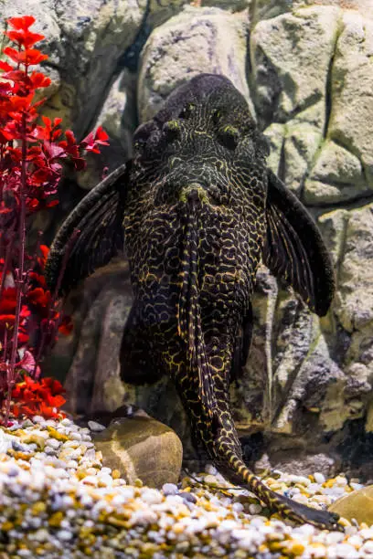Photo of Orinoco sailfin catfish, common pleco with a black and yellow mottled pattern, tropical fish from the rivers of mexico