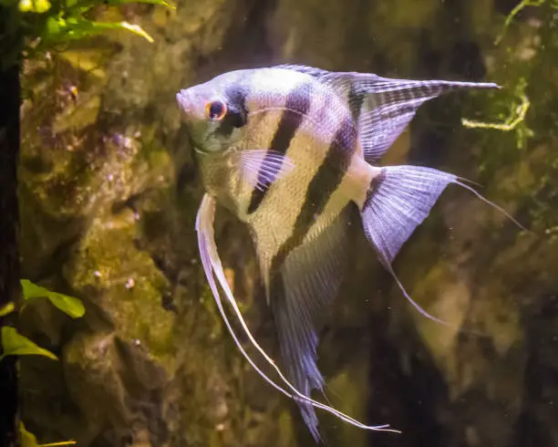Photo of freshwater angelfish, very popular fish in aquaculture, tropical fish from the amazon basin