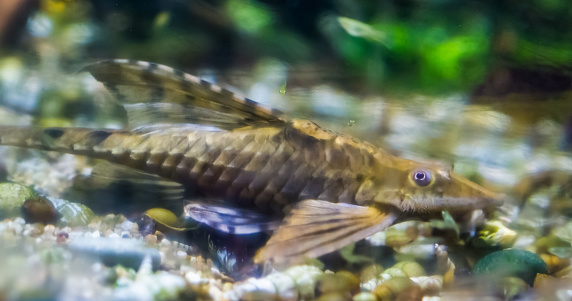 twig catfish, a popular bottom dwelling fish, tropical fish from the rivers of Mexico