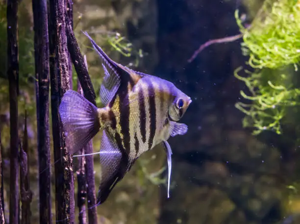 Photo of portrait of a freshwater angelfish, very popular aquarium pet, exotic fish from the amazon basin