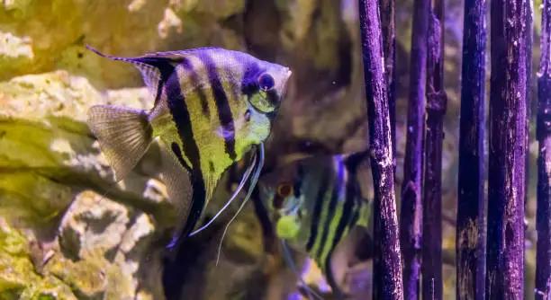 Photo of freshwater angelfish with another angelfish in the background, popular aquarium pets, tropical fish from the amazon basin