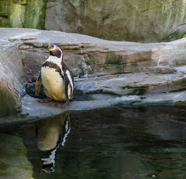 divertente pinguino humboldt in piedi su una roccia sul lato dell'acqua, riflessione dell'acqua, uccello d'acqua vulnerabile dalla costa del pacifico - reflection water rock beach foto e immagini stock