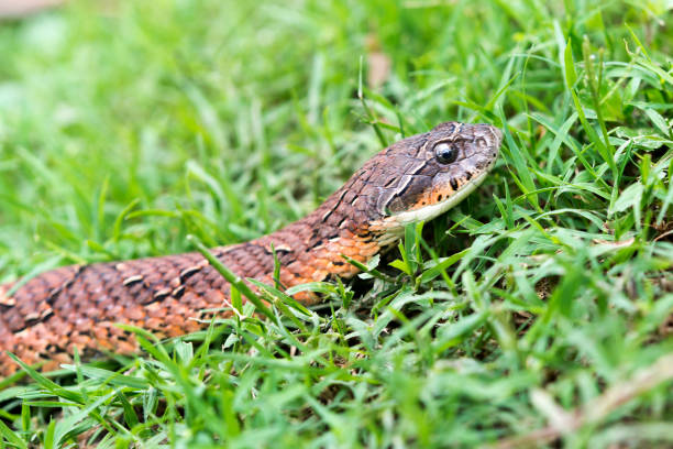 istock Xenodon Merremi, Snake Zapera or false Yaran 1135406141