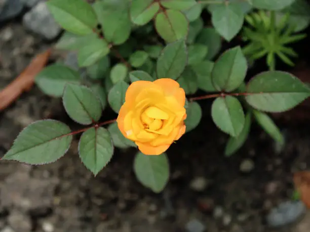 Photo of A beautiful yellow rose garden