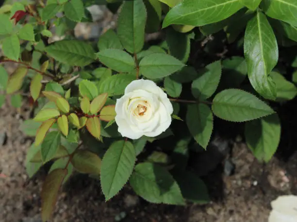 Photo of A beautiful white rose garden