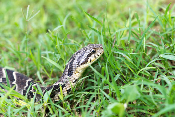 istock Xenodon Merremi, Snake Zapera or false Yaran 1135407496