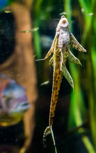 Photo of funny twig catfish sucking on the glass of the aquarium, popular pet, tropical fish from the rivers of Mexico