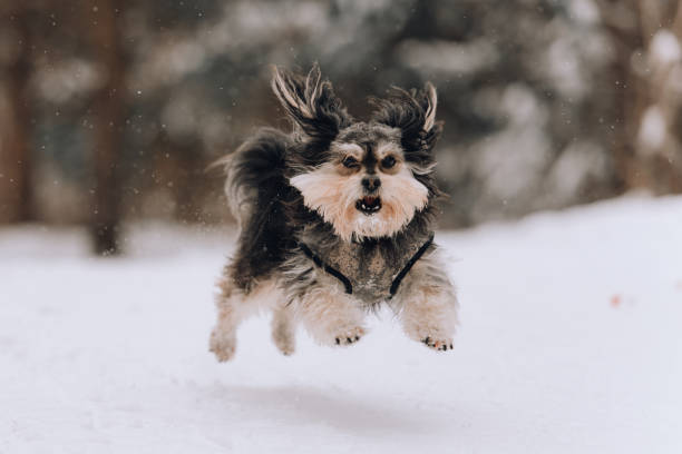 istock Mixbreed little dog in the winter forest 1135408414
