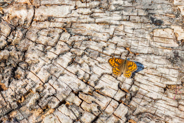 Wall Brown butterfly Lasiommata megera resting on wood in bright sunlight