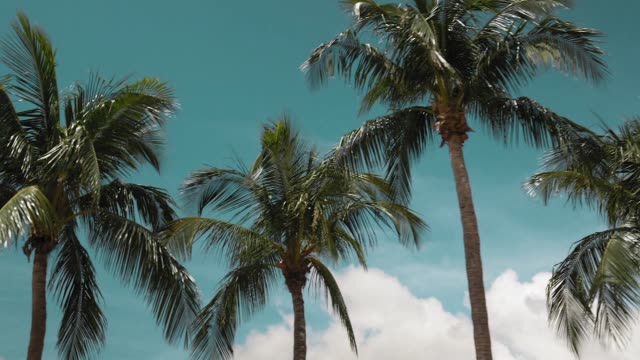 Mengemudi melewati pohon palem di langit yang cerah dalam gerakan lambat di Miami Beach.