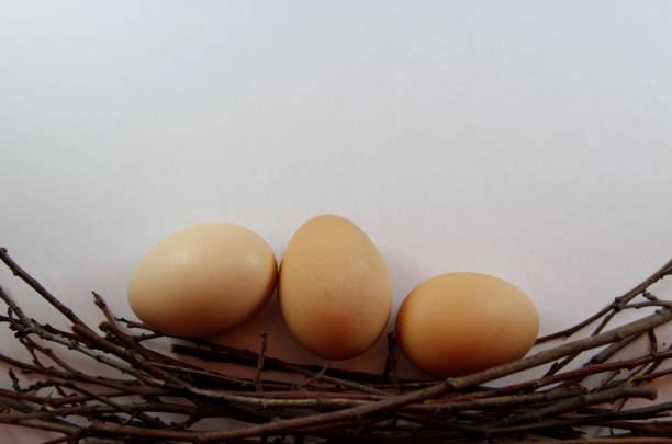chicken eggs