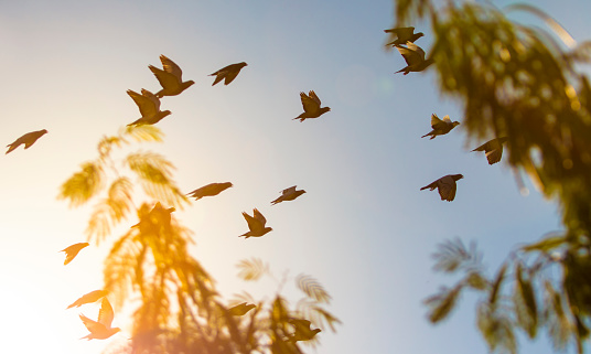 flock of homing pigeon bird flying against beautiful evening sun light