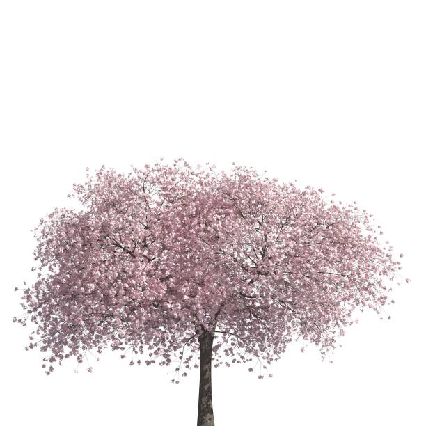 istock Tree 3d illustration isolated on the white background 1135415095