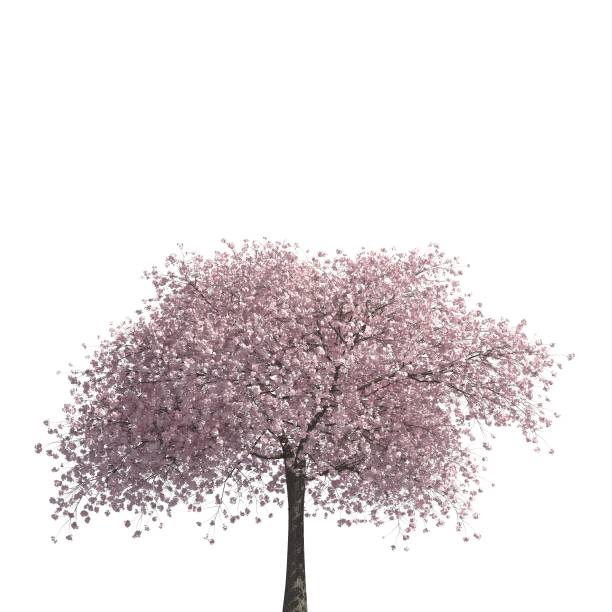istock Tree 3d illustration isolated on the white background 1135415096