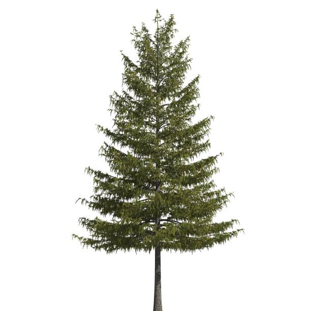 istock Pine tree 3d illustration isolated on the white background 1135415130