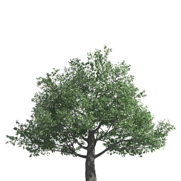istock Tree 3d illustration isolated on the white background 1135415133