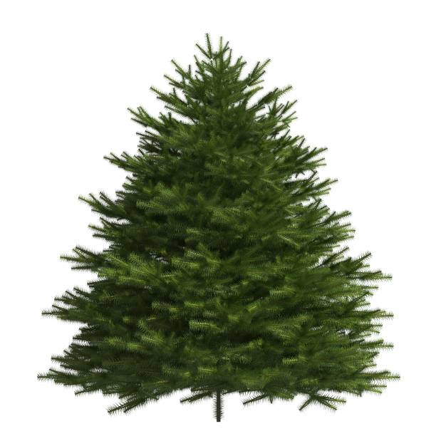 istock Pine tree 3d illustration isolated on the white background 1135415183
