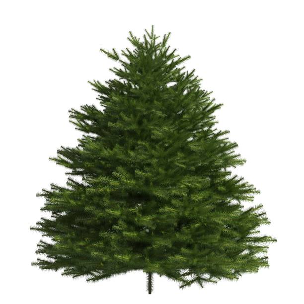 istock Pine tree 3d illustration isolated on the white background 1135415193