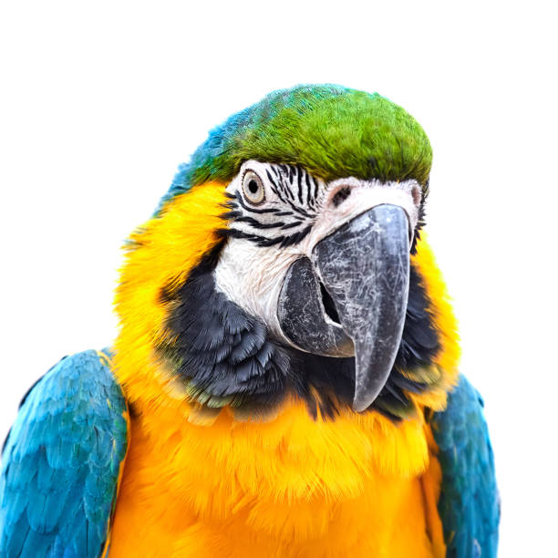 Blue-and-yellow macaw (Ara ararauna) in front of white background Ara ararauna in front of white background ara arauna stock pictures, royalty-free photos & images