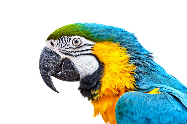 Blue-and-yellow macaw (Ara ararauna) in front of white background Ara ararauna in front of white background ara arauna stock pictures, royalty-free photos & images