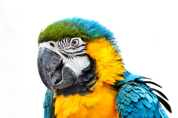 Blue-and-yellow macaw (Ara ararauna) in front of white background Ara ararauna in front of white background ara arauna stock pictures, royalty-free photos & images