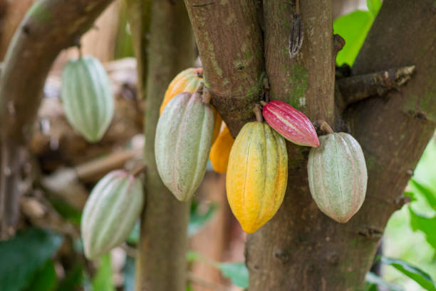 istock Bunches of Cacao 1135417102