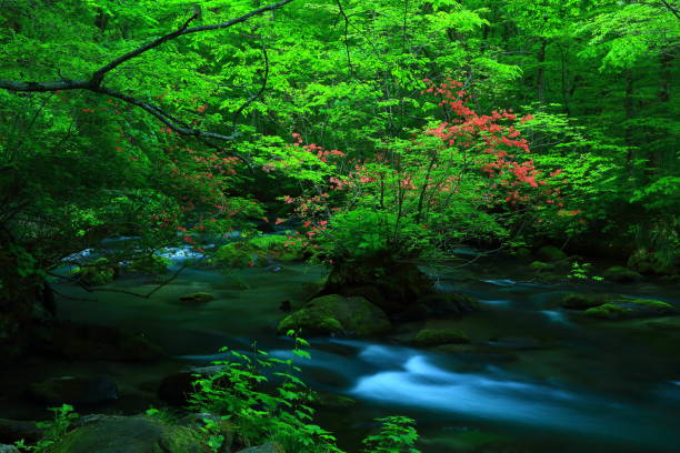 istock fresh green Oirase mountain stream 1135417150