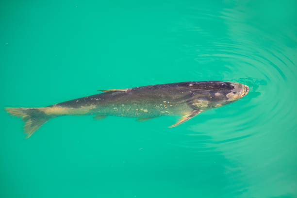 karp pływa w basenie na farmie rybnej. ryba - fish farm fish circle swimming zdjęcia i obrazy z banku zdjęć