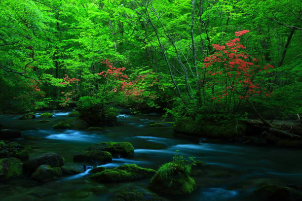 istock fresh green Oirase mountain stream 1135418264