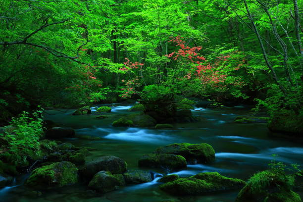 istock fresh green Oirase mountain stream 1135418956