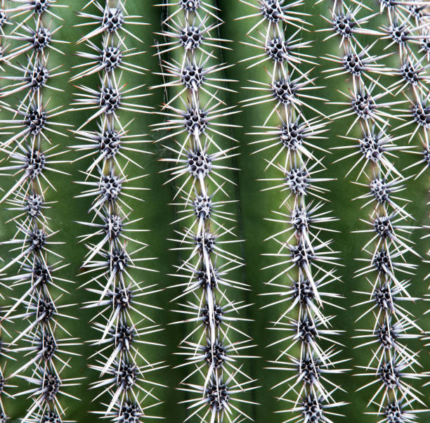 istock Natural Patterns in Nature on Cacti in Tucson 1135419096