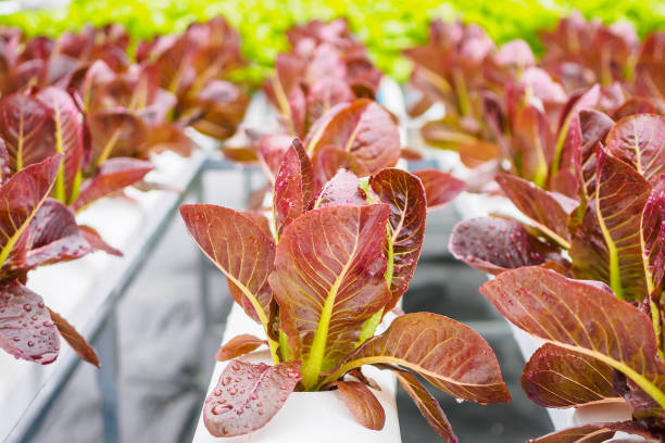 Fresh organic red leaves lettuce salad plant in hydroponics vegetables farm system Fresh organic red leaves lettuce salad plant in hydroponics vegetables farm system aquaponics photos stock pictures, royalty-free photos & images