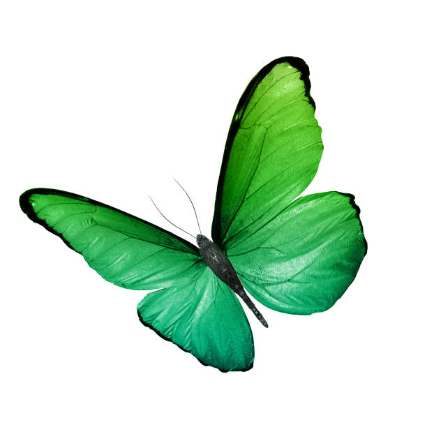 istock tropical green butterfly. isolated on white background 1135419783