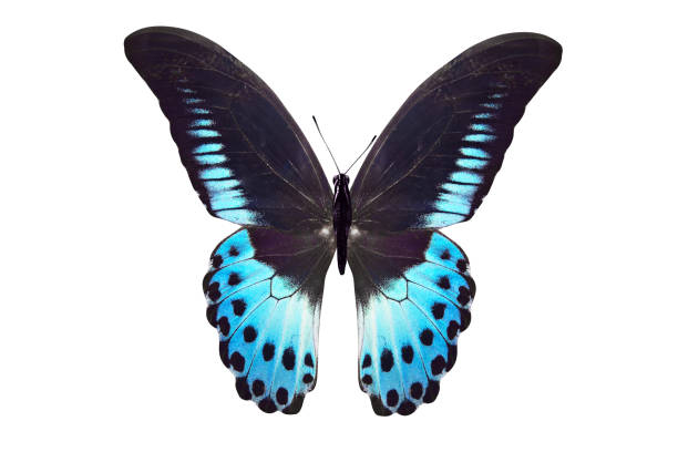 istock tropical blue butterfly. isolated on white background 1135419846